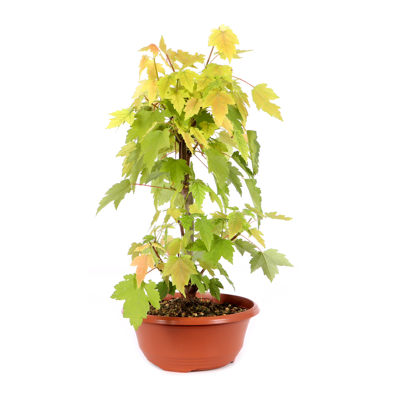 Acer rubrum 'October Glory'
