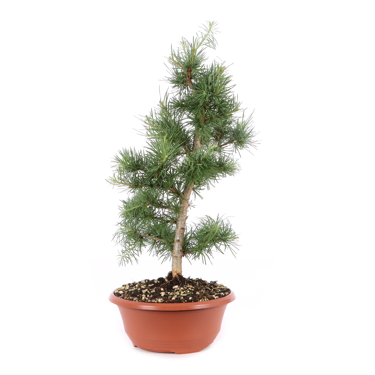 Larix kaempferi