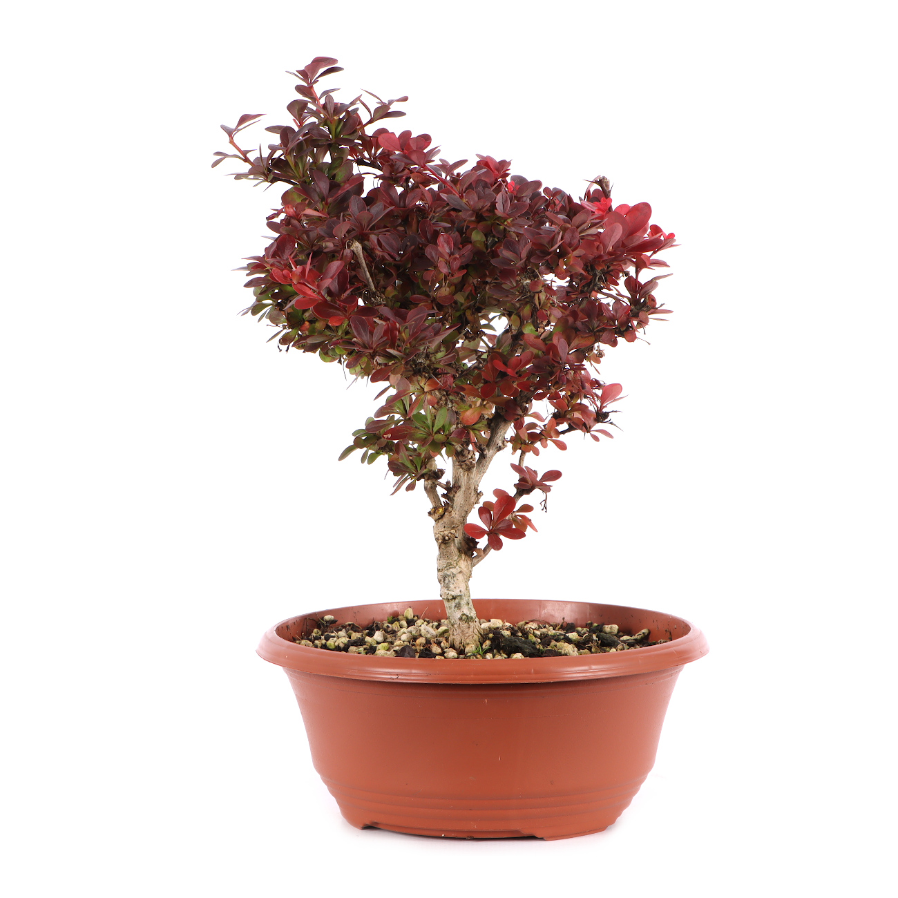 Berberis thunbergii 'Atropurpurea Nana'
