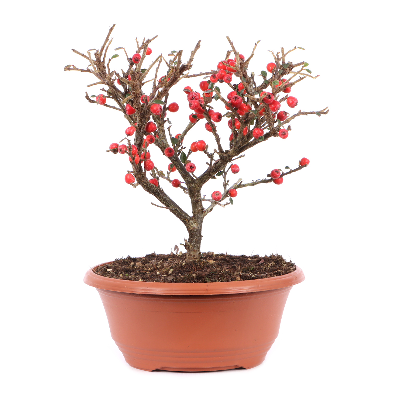 Cotoneaster praecox