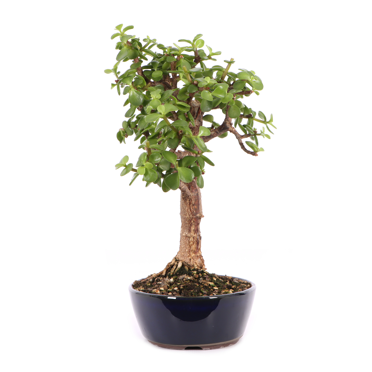 Portulacaria afra