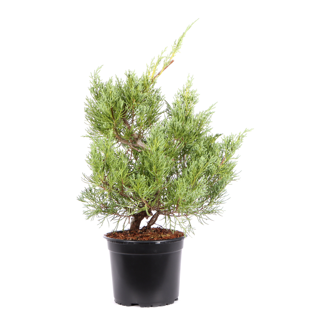 Seitenansicht rechts