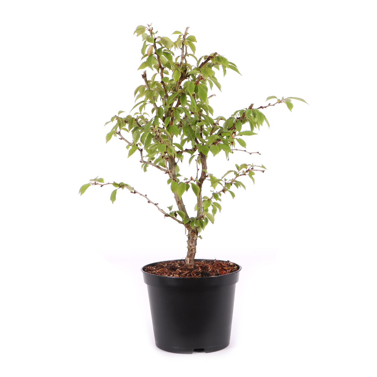 Prunus incisa 'Kojou-no-mai'