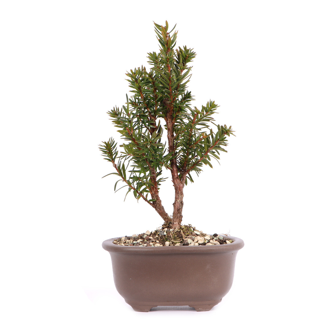 Taxus cuspidata 'Lescow'