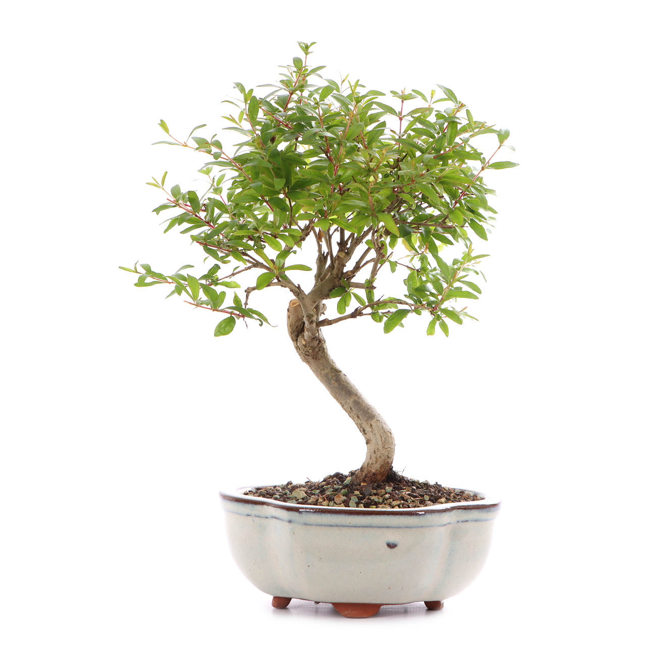 Punica granatum 'Nana'