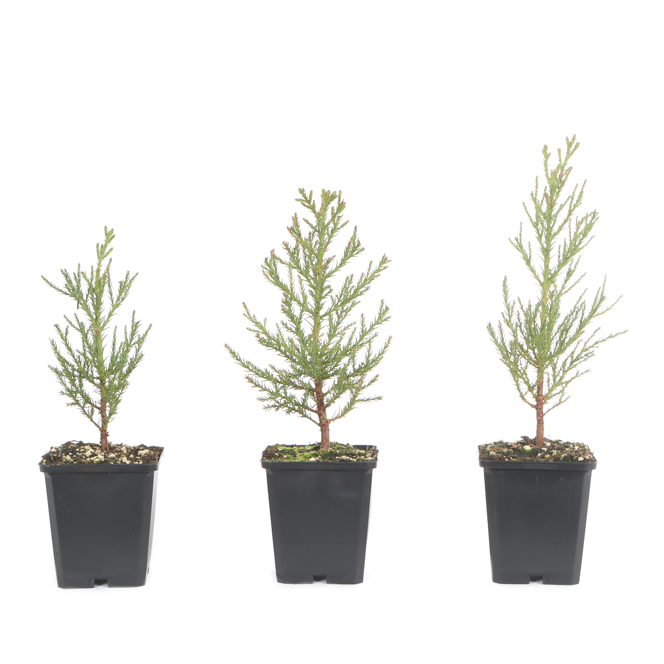 Sequoiadendron giganteum