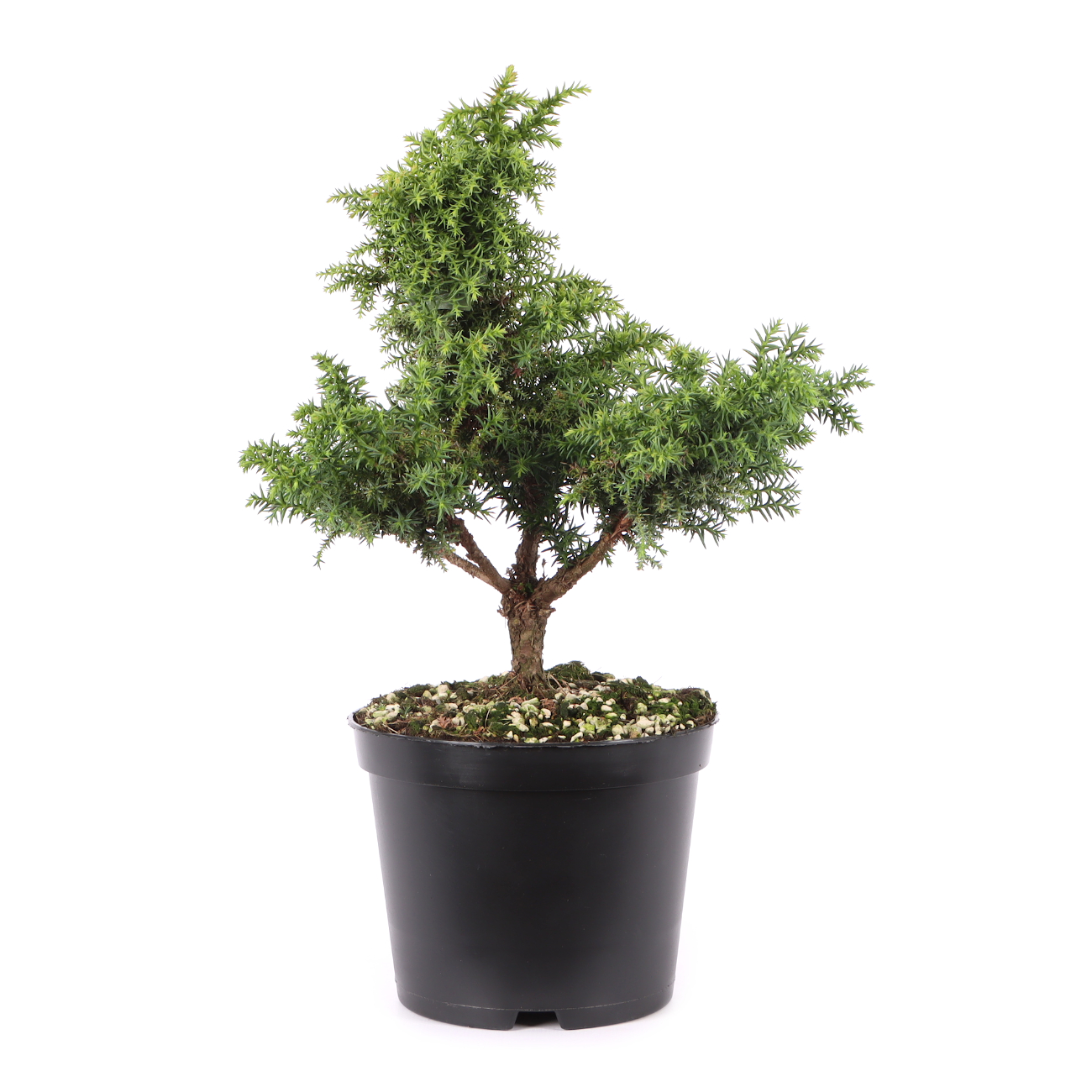 Cryptomeria japonica 'Yokohama'