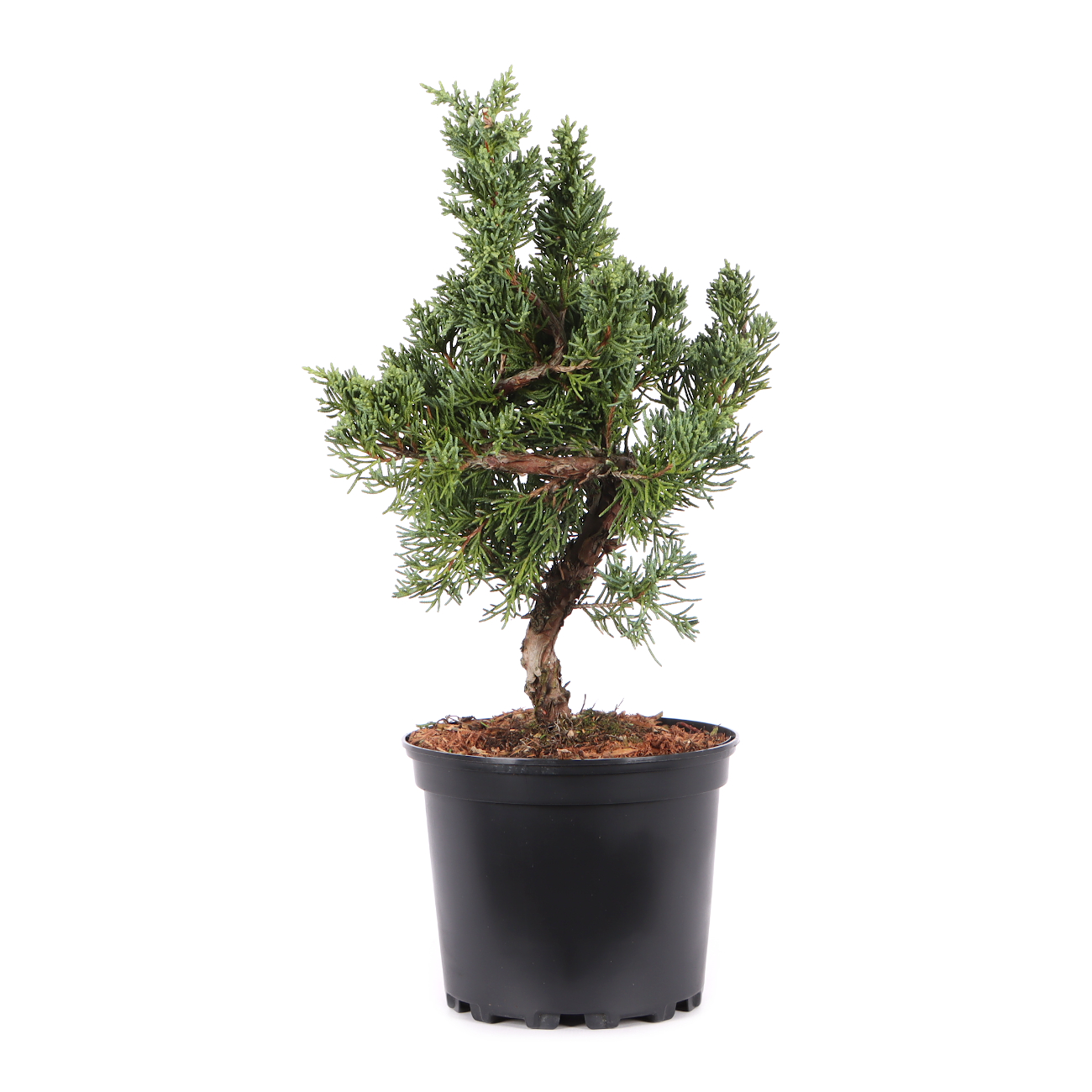 Juniperus chinensis ‘Blaauw‘