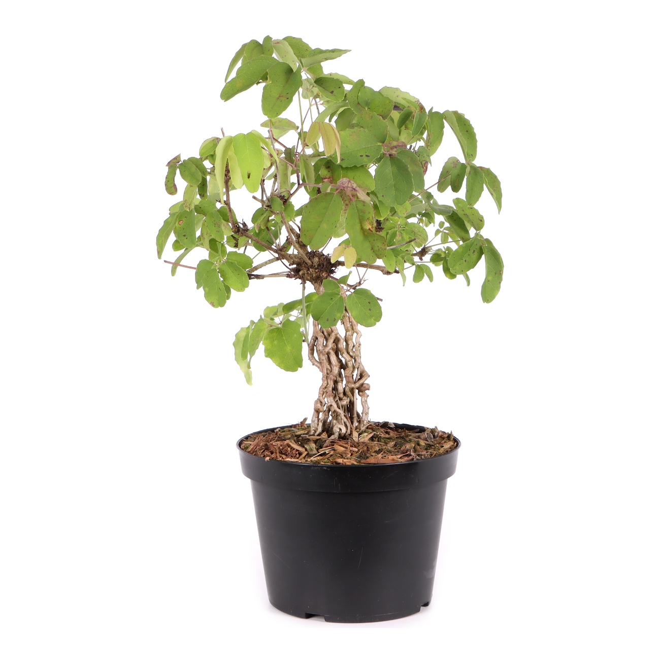 Akebia quinata