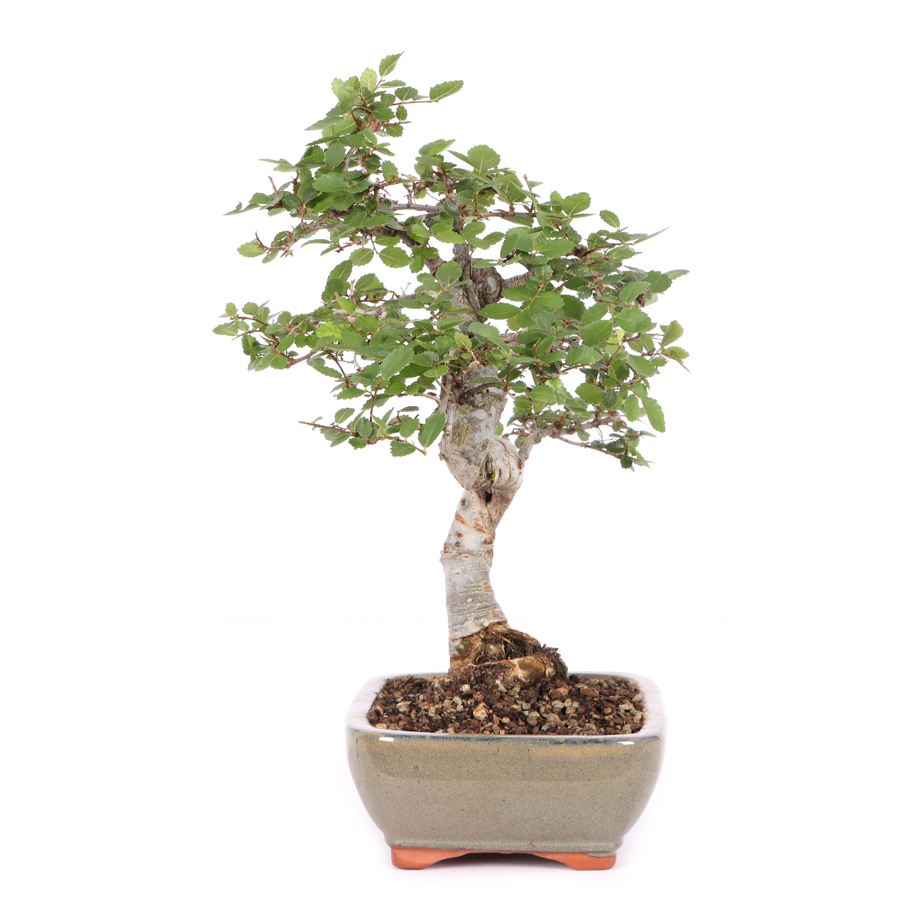 Ulmus parvifolia