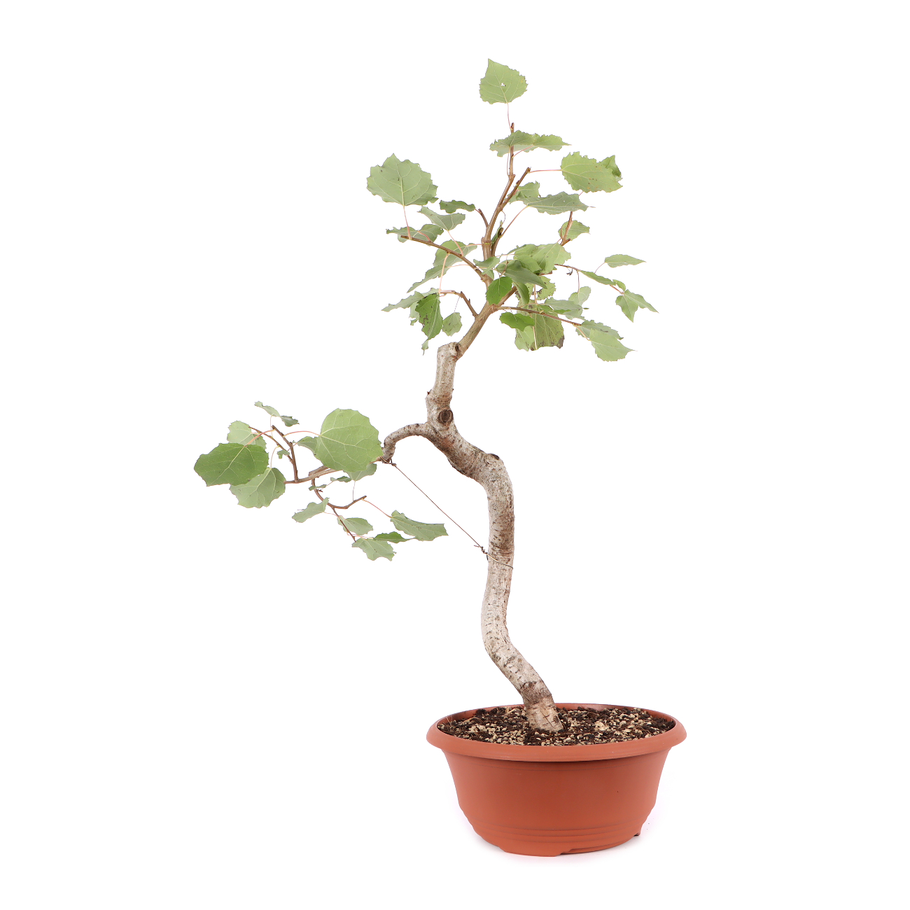 Populus tremula