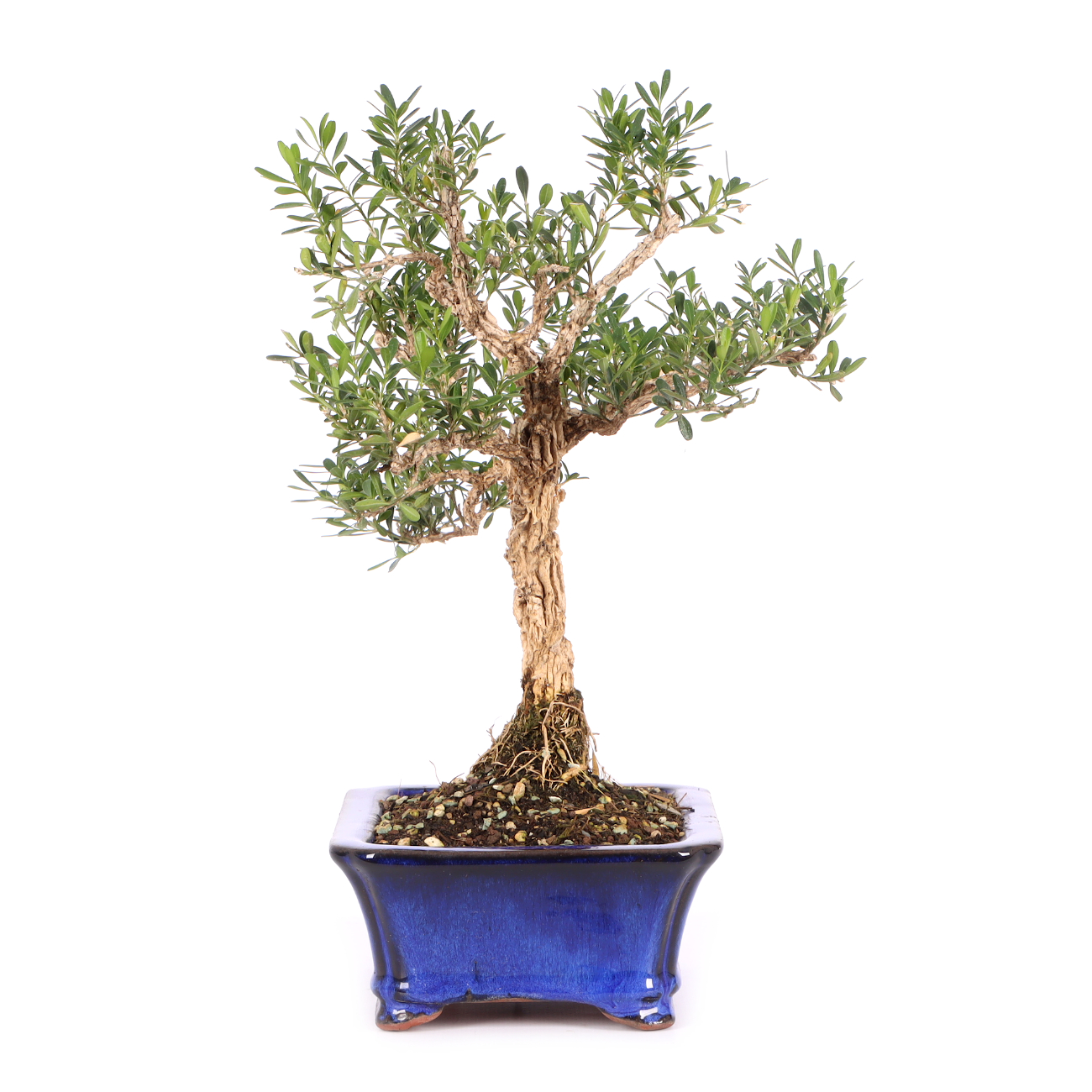 Buxus sinica var. sinica