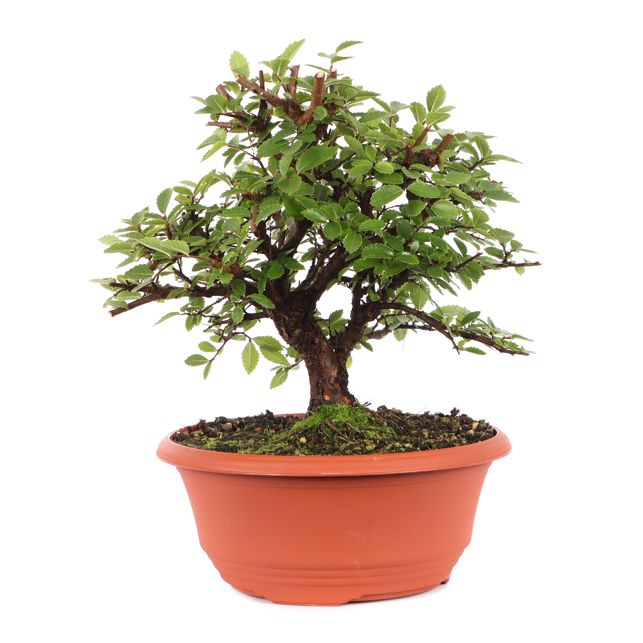 Ulmus japonica
