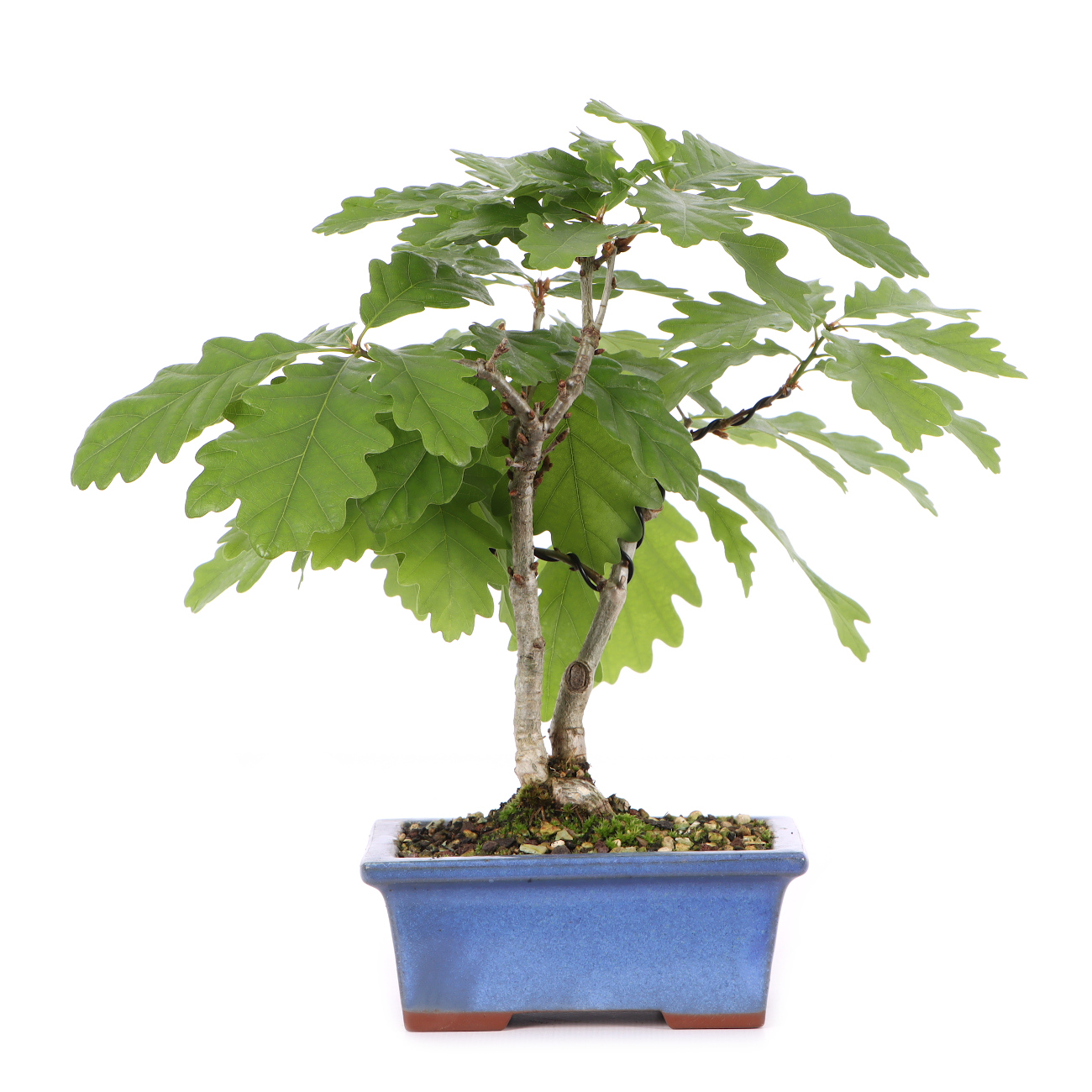 Quercus robur