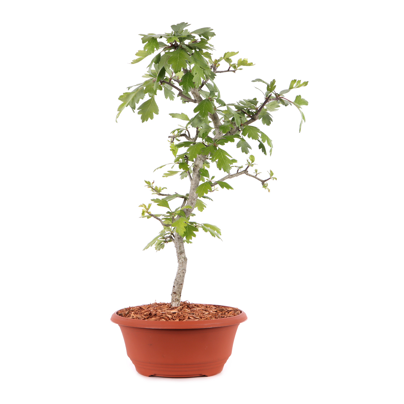 Crataegus monogyna