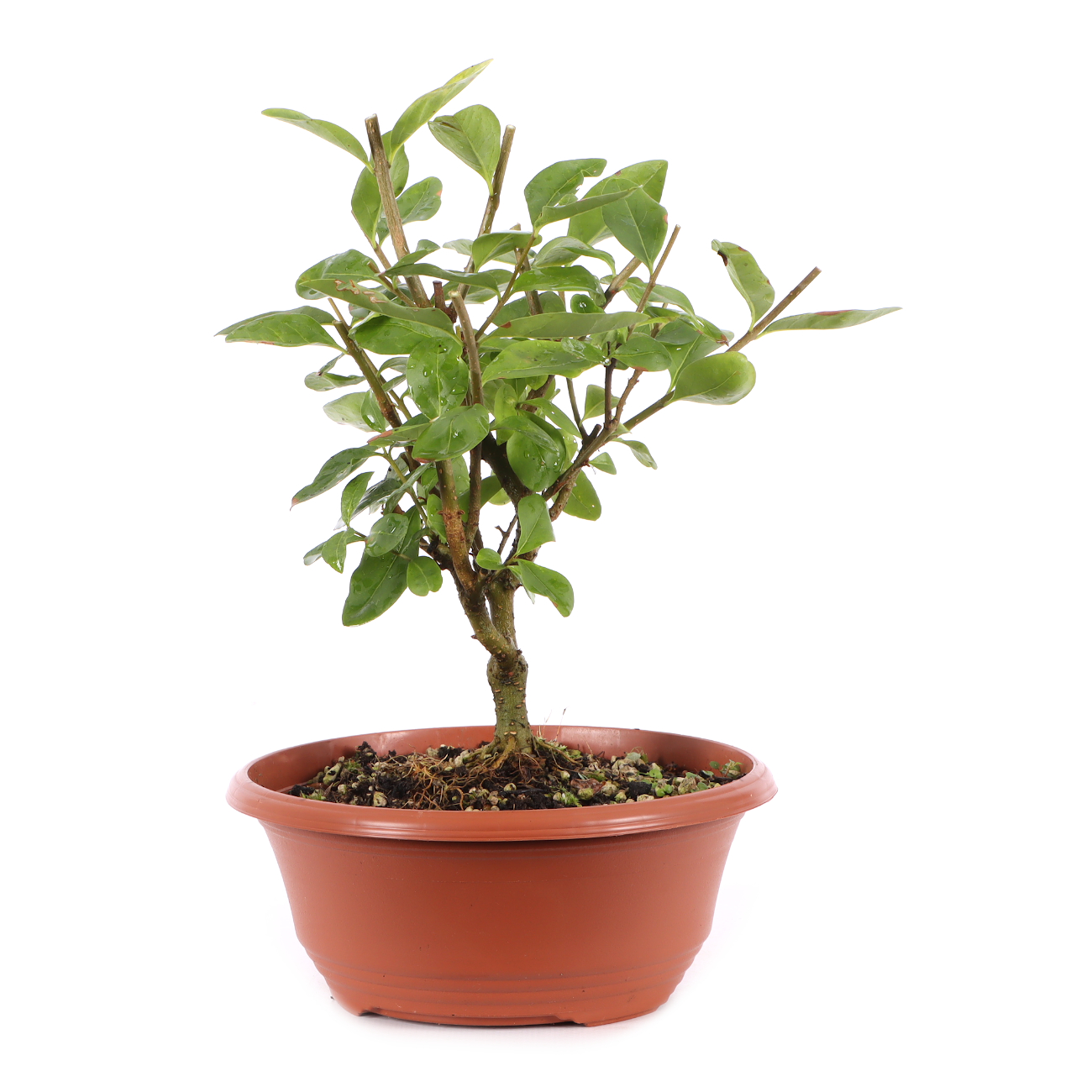 Ligustrum vulgare
