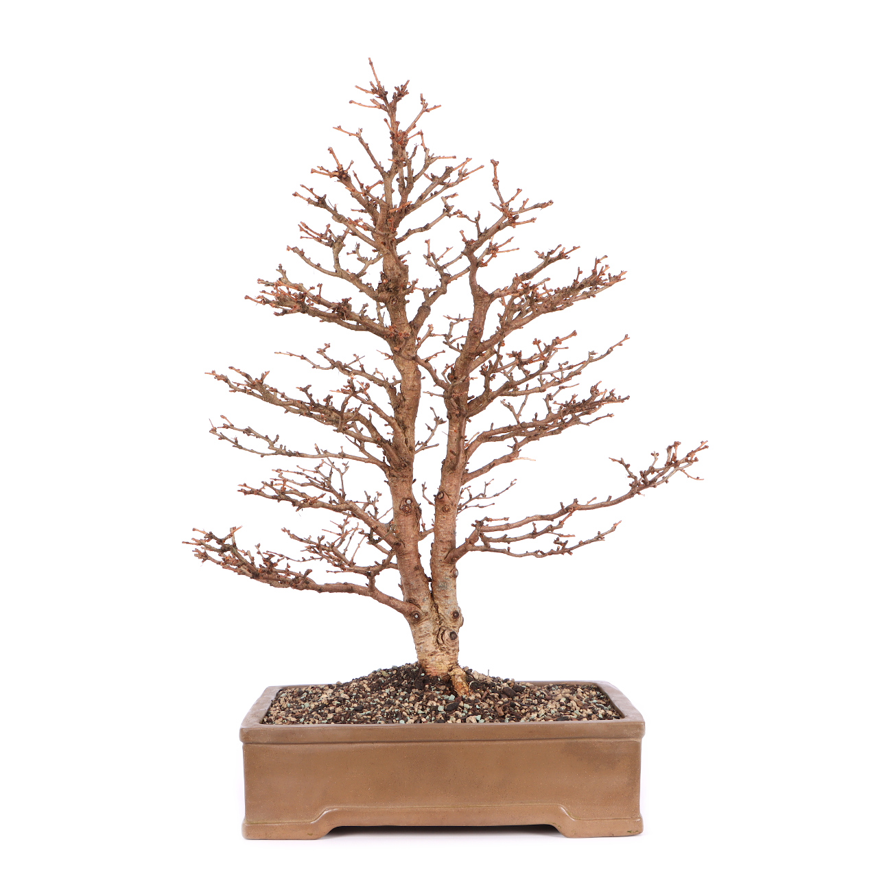 Larix kaempferi
