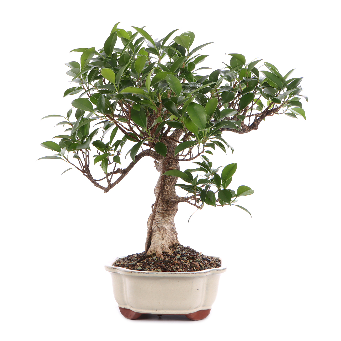 Seitenansicht rechts