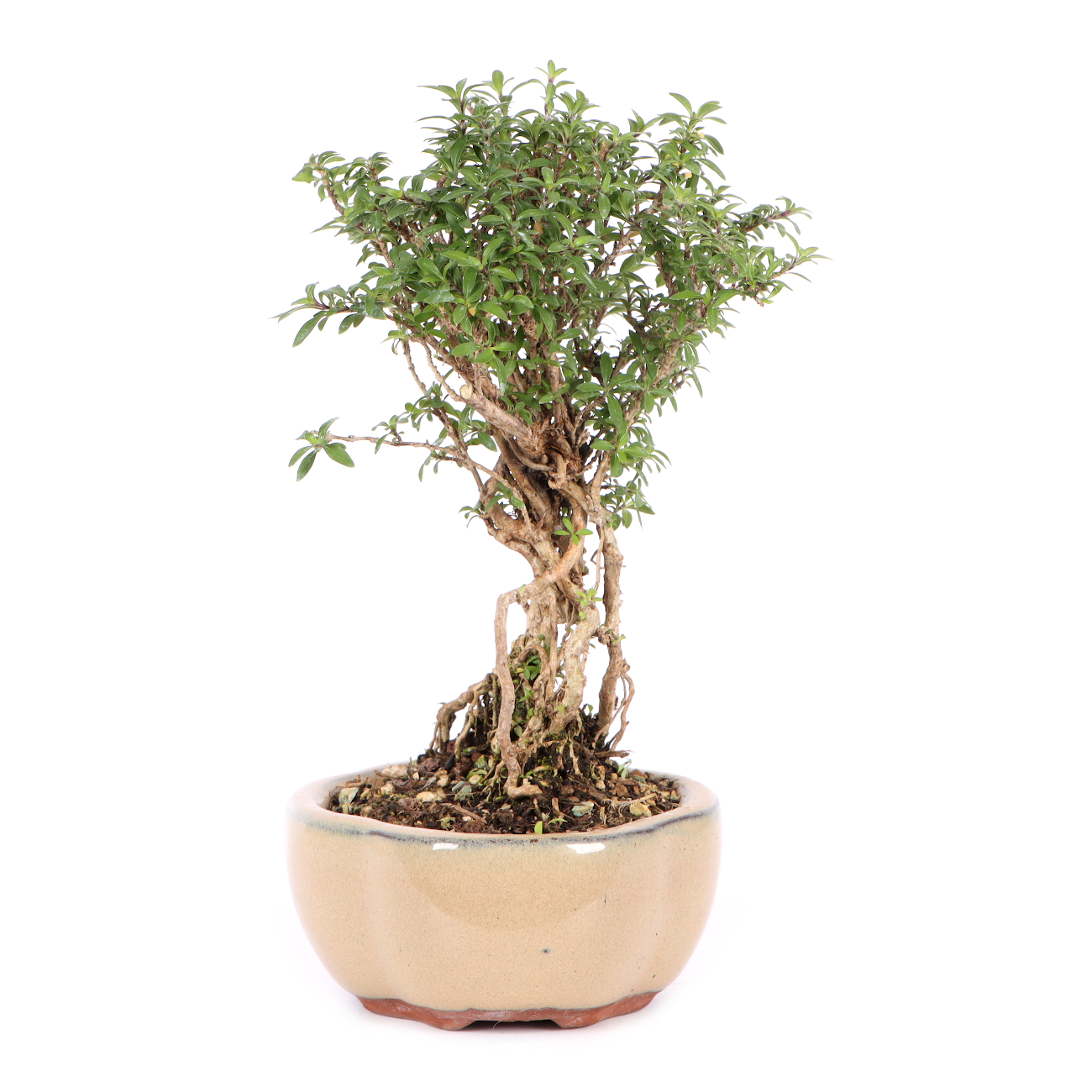 Serissa foetida 'Micro'
