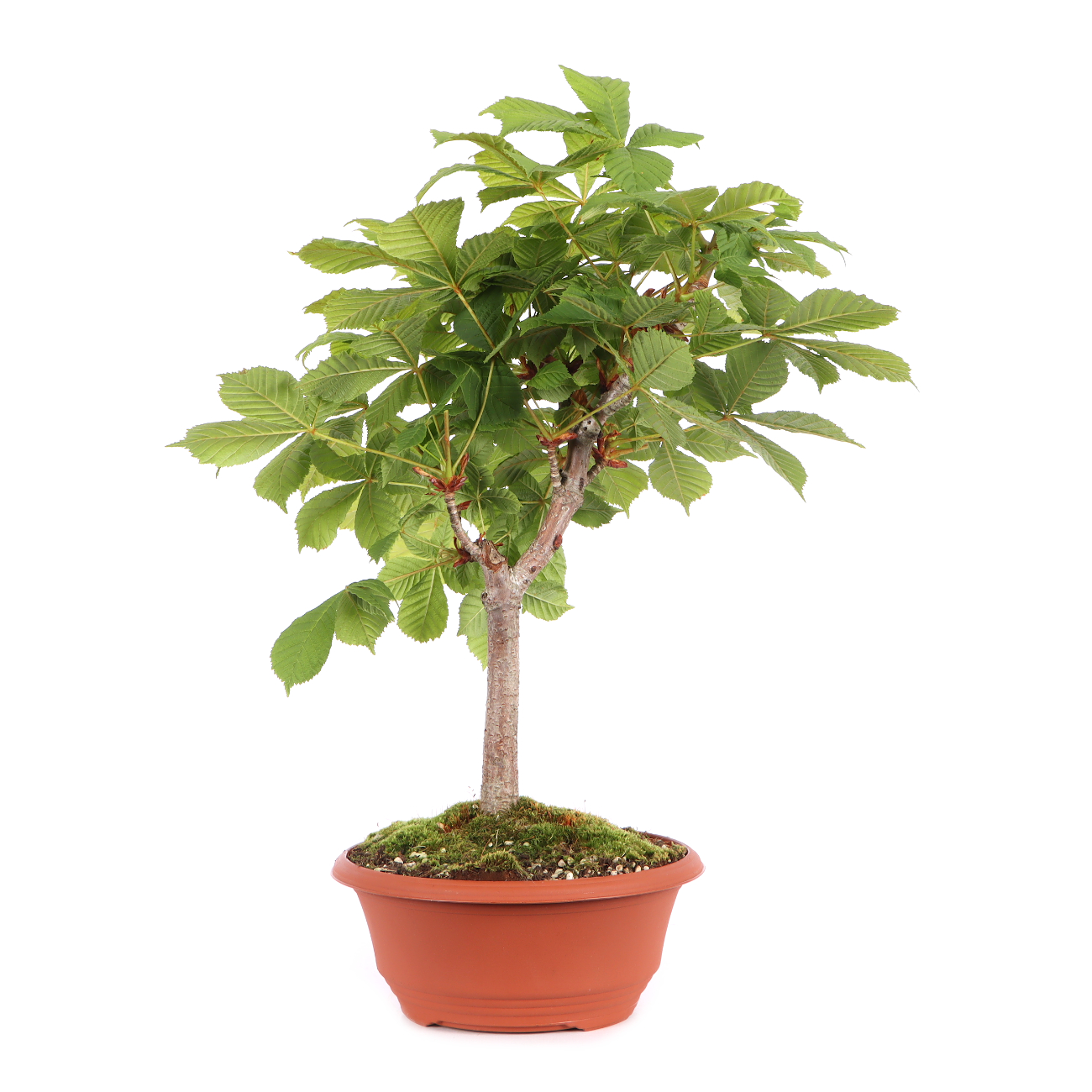 Aesculus hippocastanum