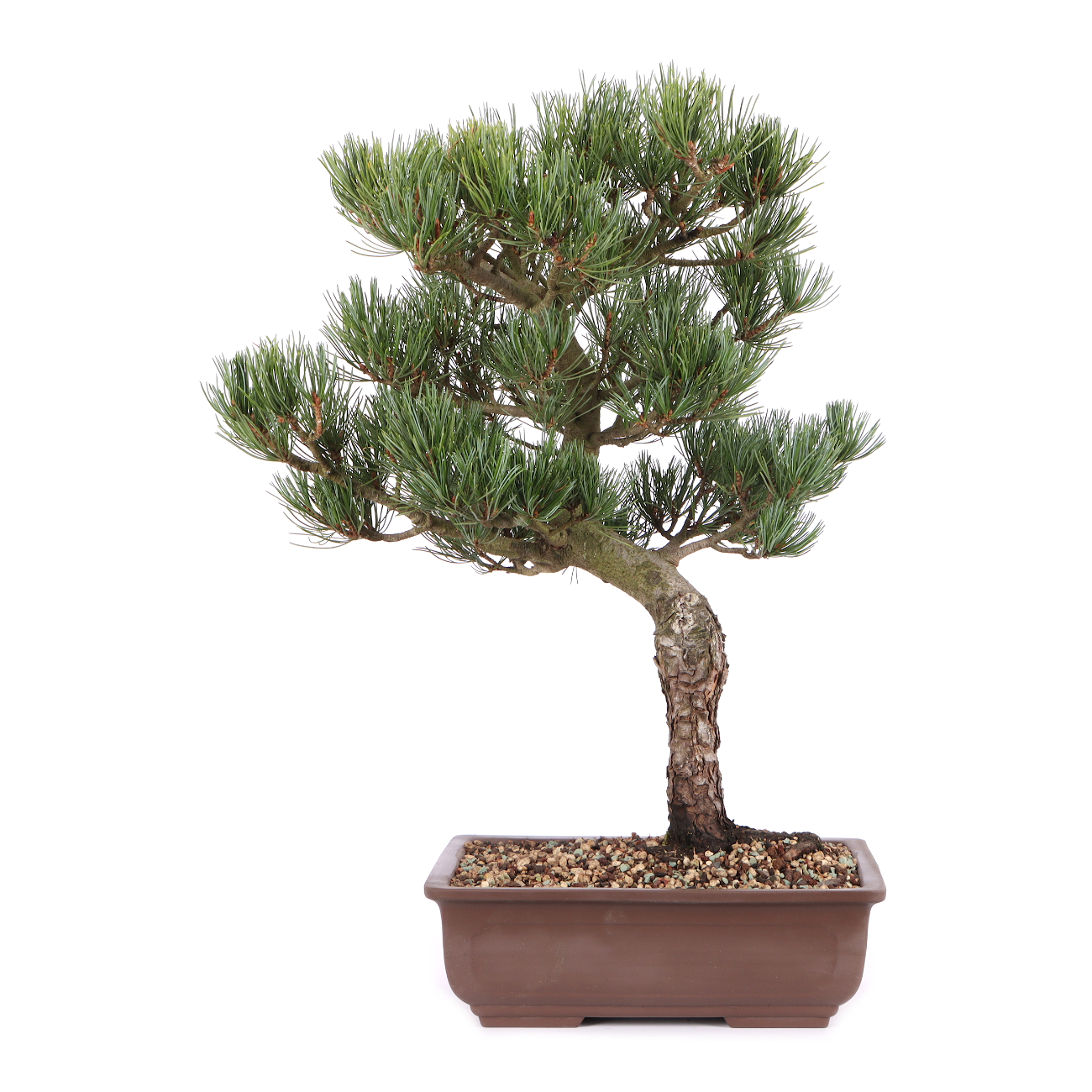 Pinus parviflora 'Glauca' Kopie