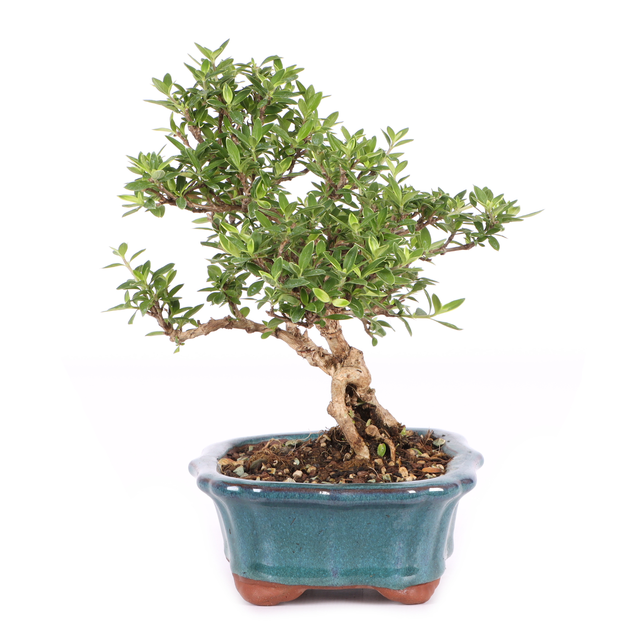 Serissa foetida 'Variegata'