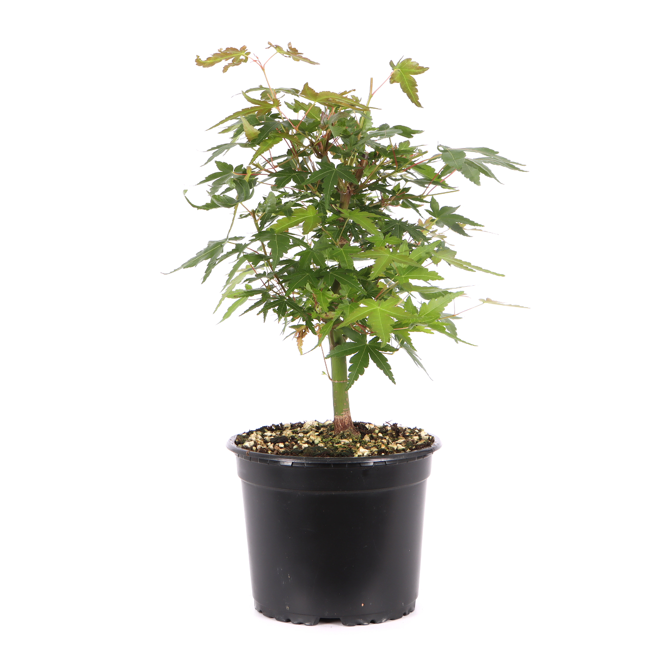 Acer palmatum