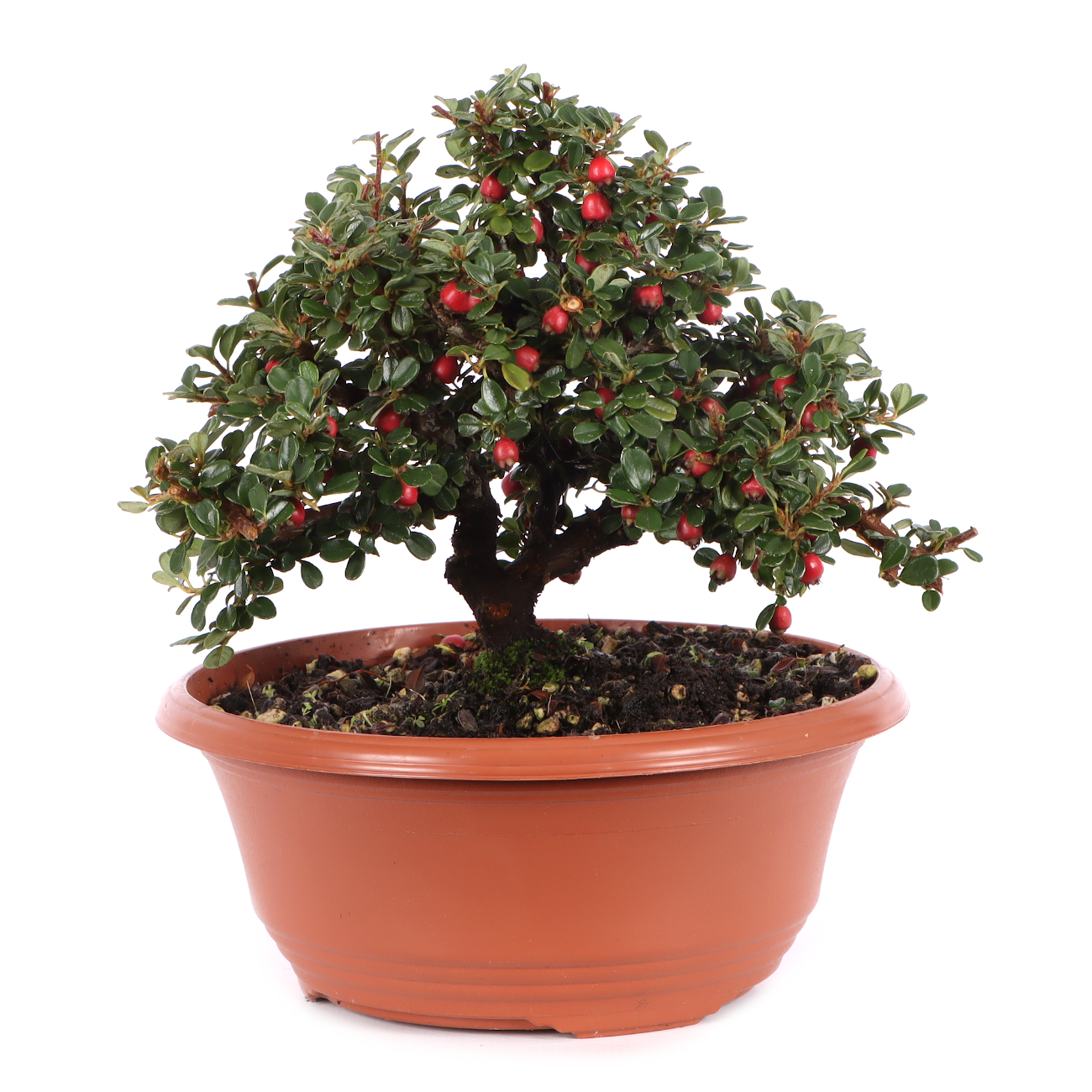 Cotoneaster microphyllus 'Cochleatus'