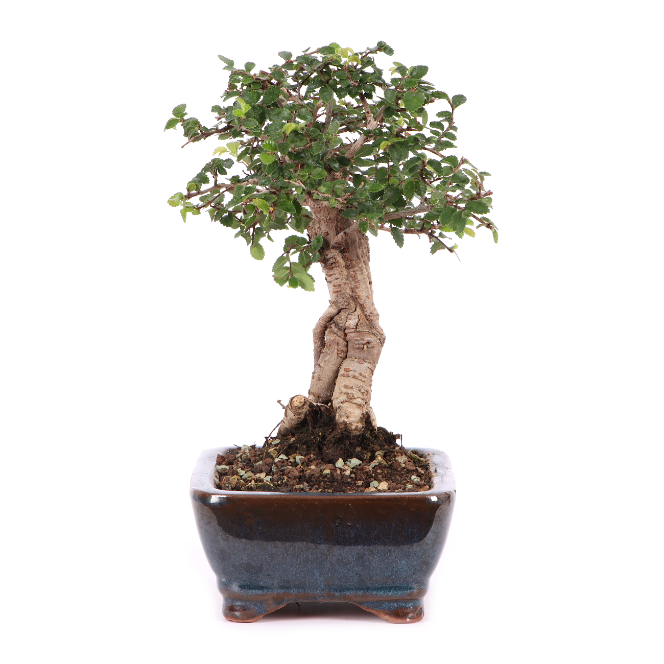 Ulmus parvifolia