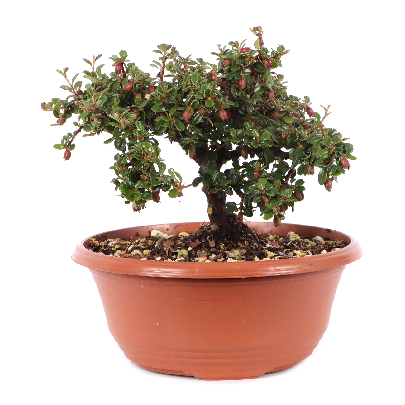 Cotoneaster microphyllus 'Cochleatus'