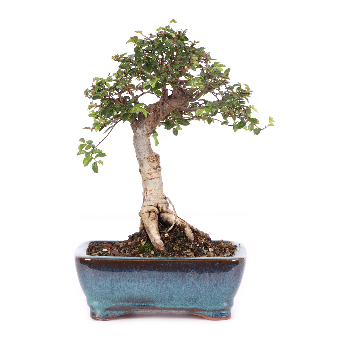 Ulmus parvifolia