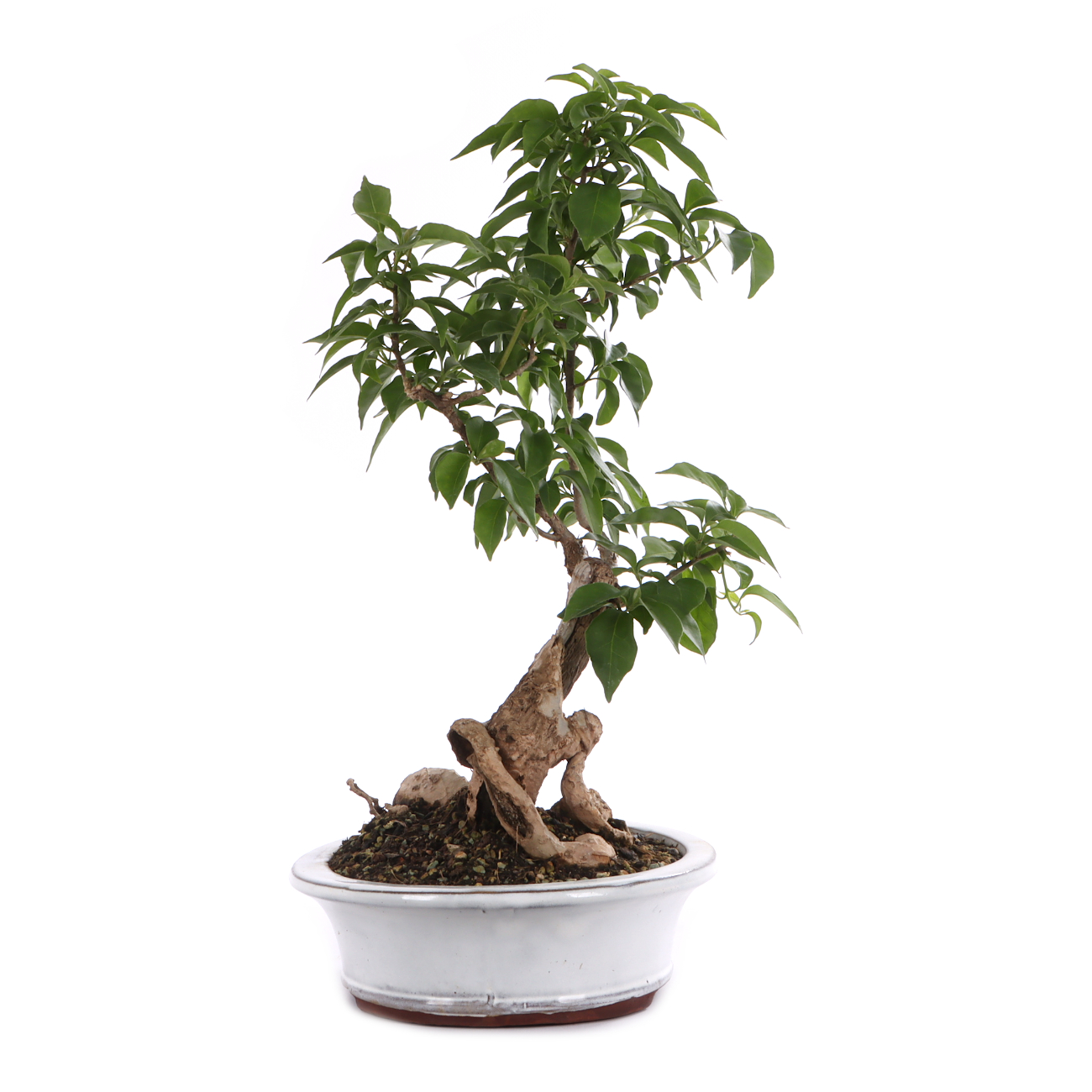 Bougainvillea glabra