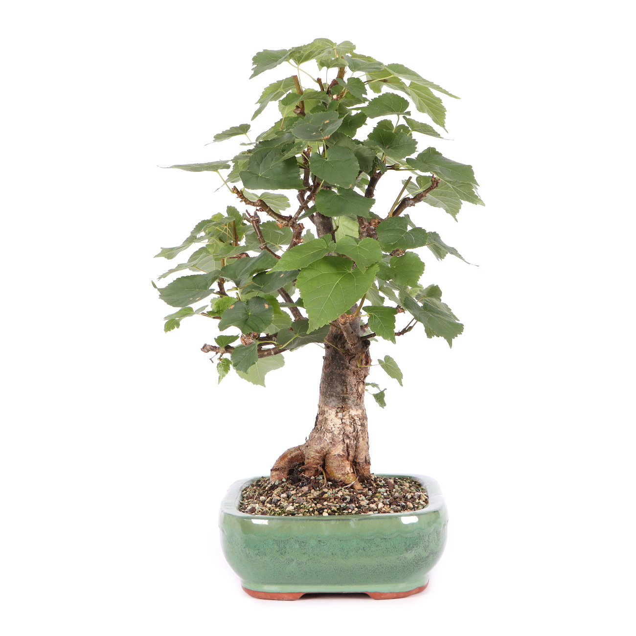 Tilia cordata