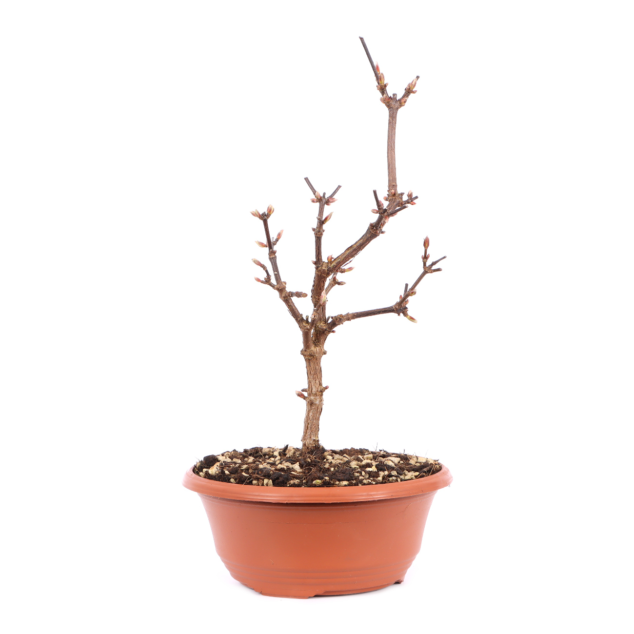 Viburnum x bodnantense 'Dawn'