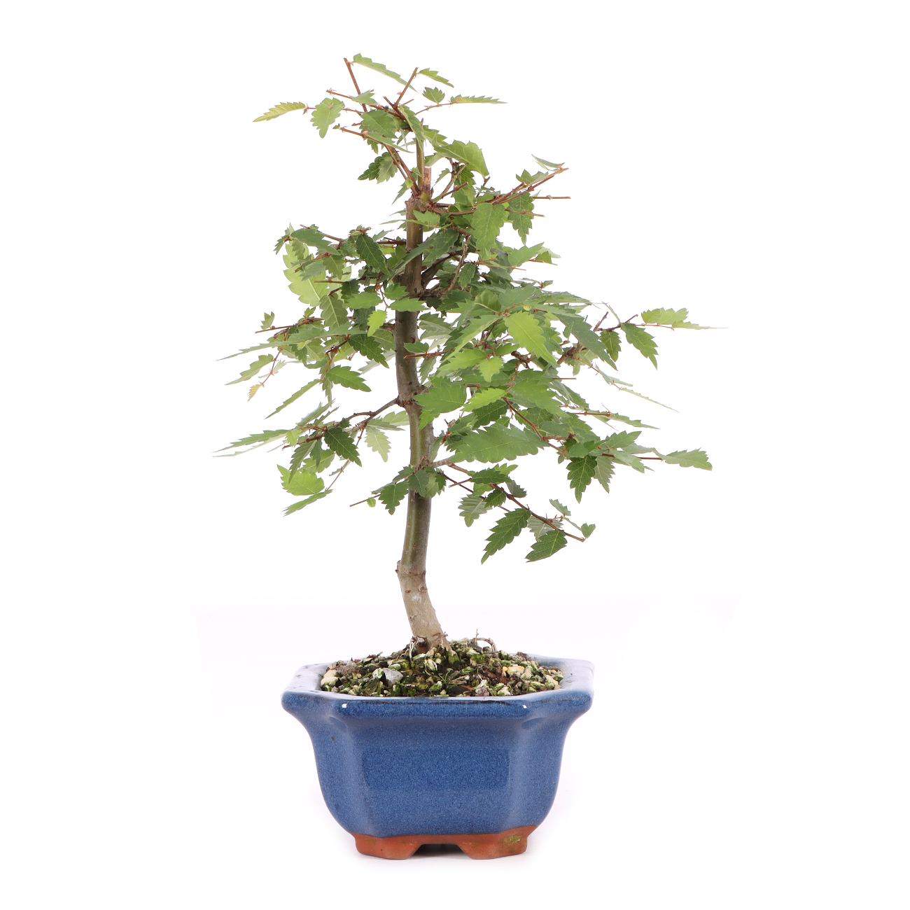 Zelkova serrata