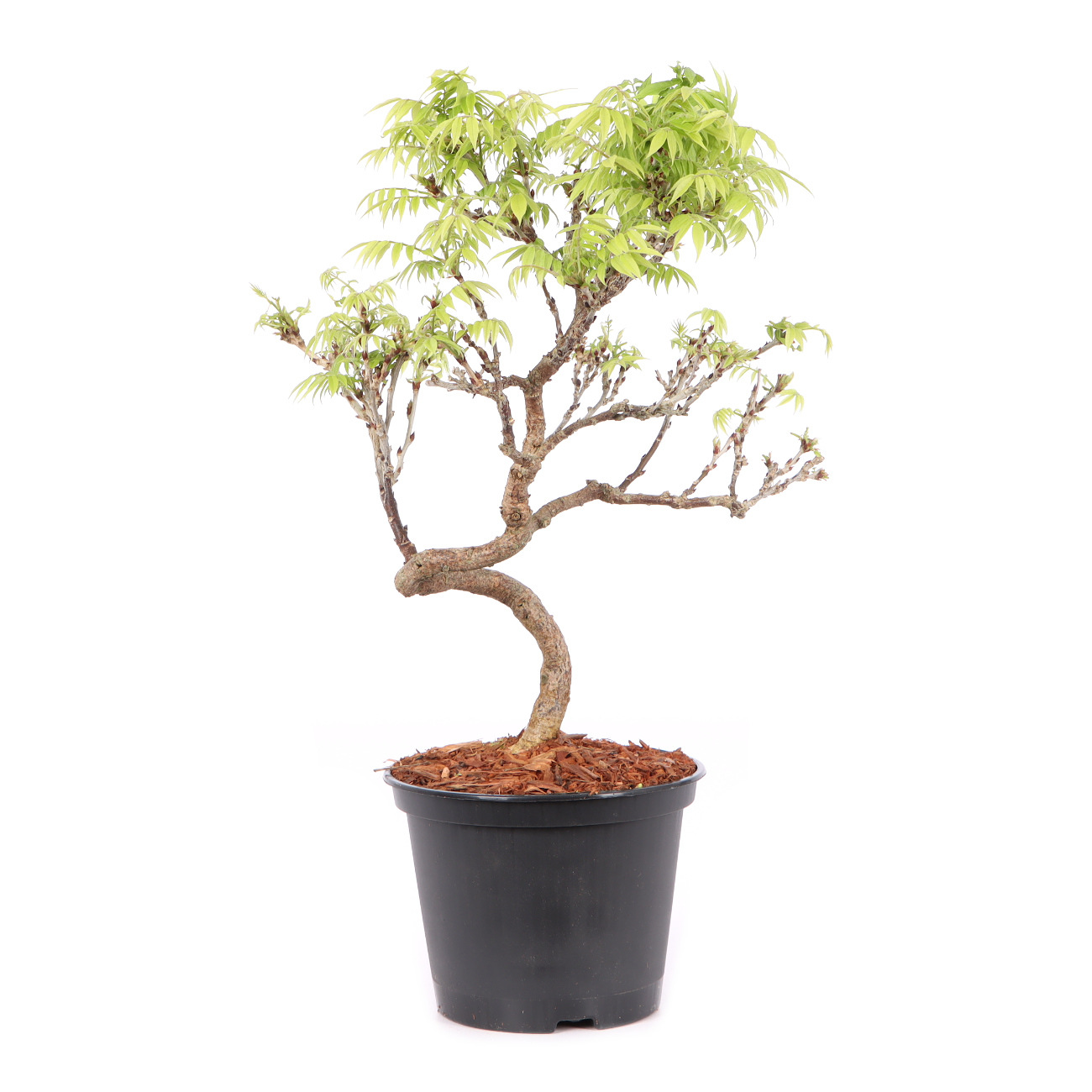 Millettia japonica 'Hime Fuji'