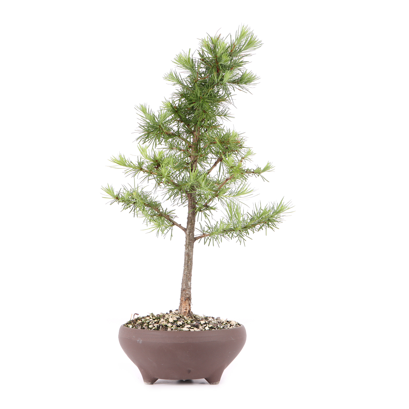 Larix kaempferi
