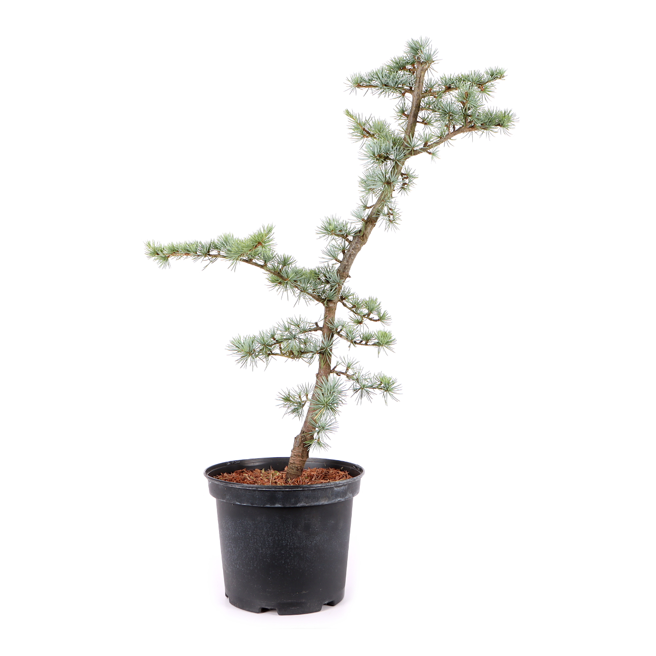Cedrus atlantica 'Glauca'