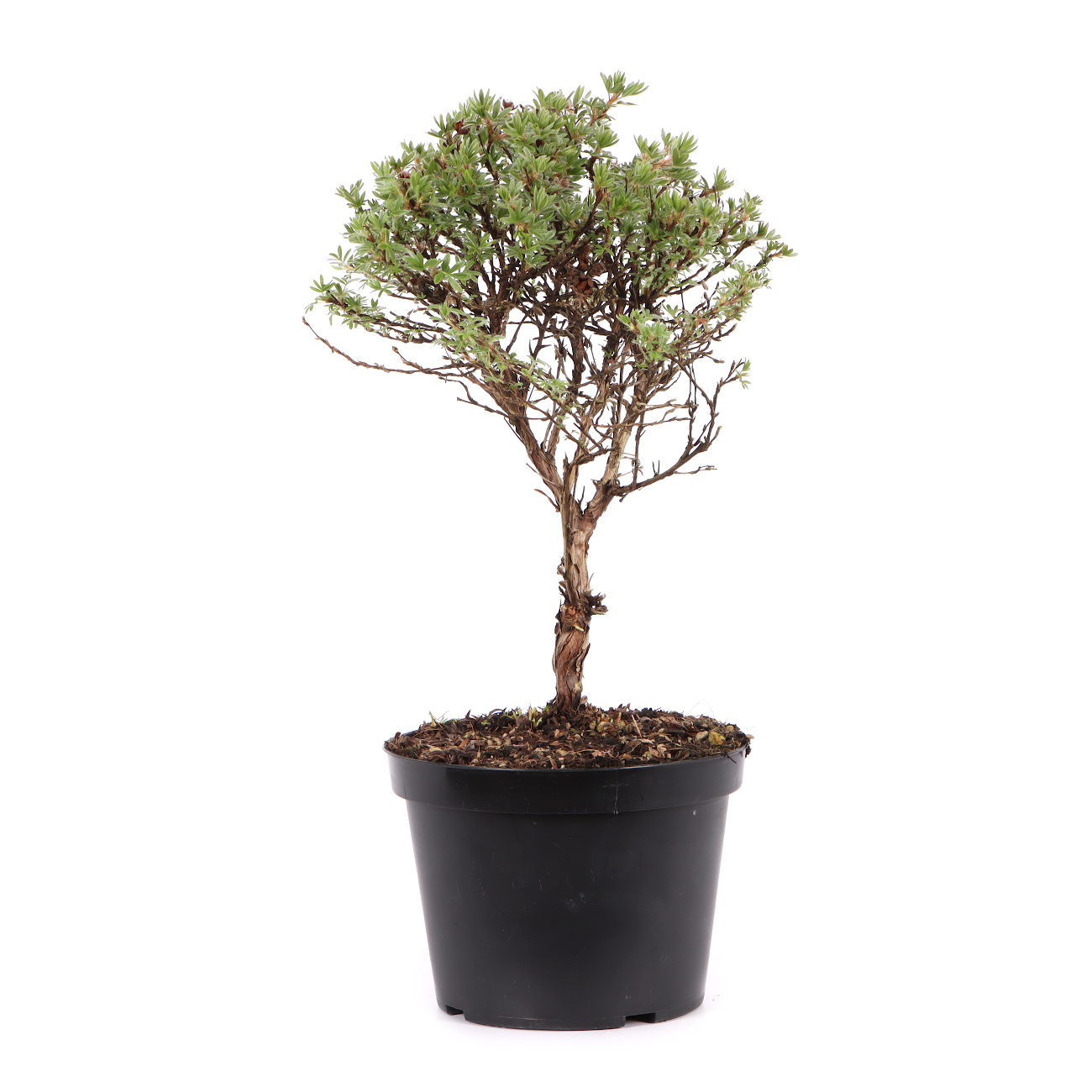 Potentilla fruticosa 'Kobold'
