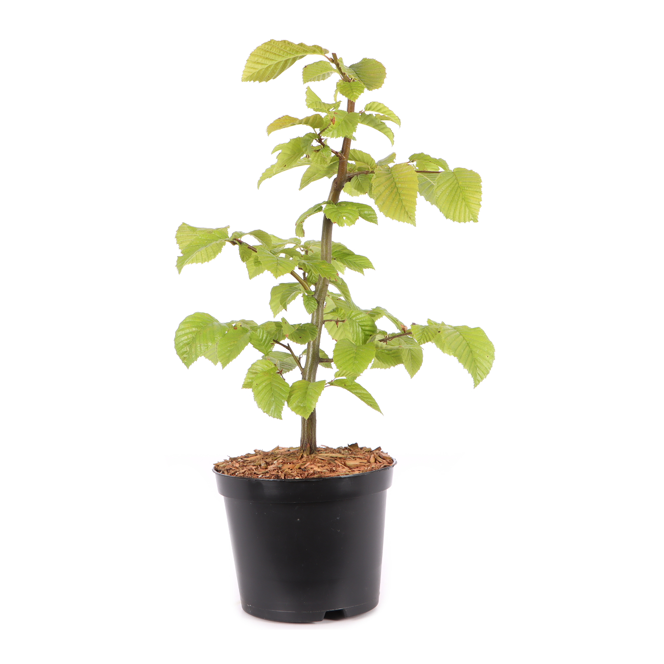 Carpinus betulus