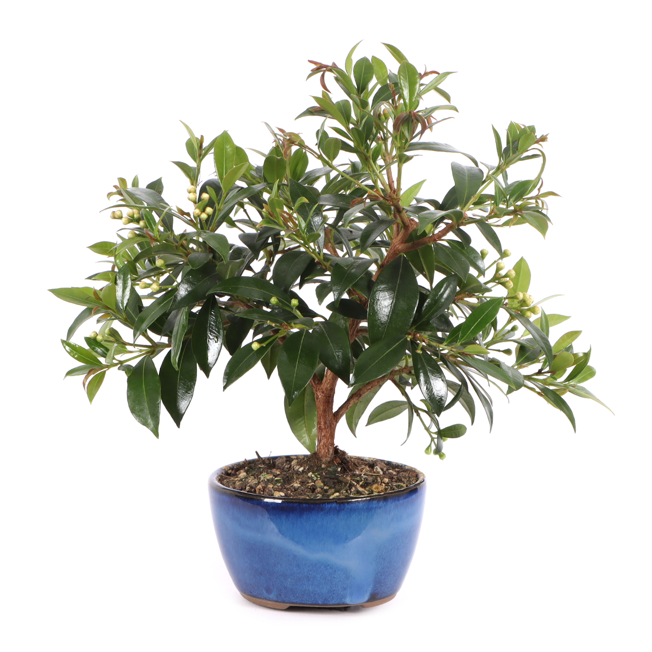 Syzygium paniculatum