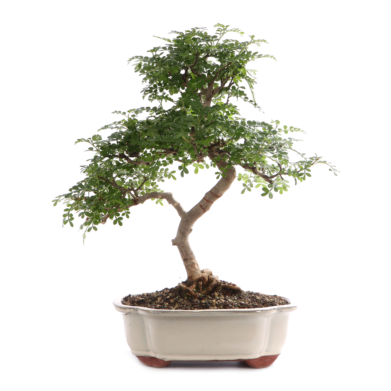 Zanthoxylum spec.