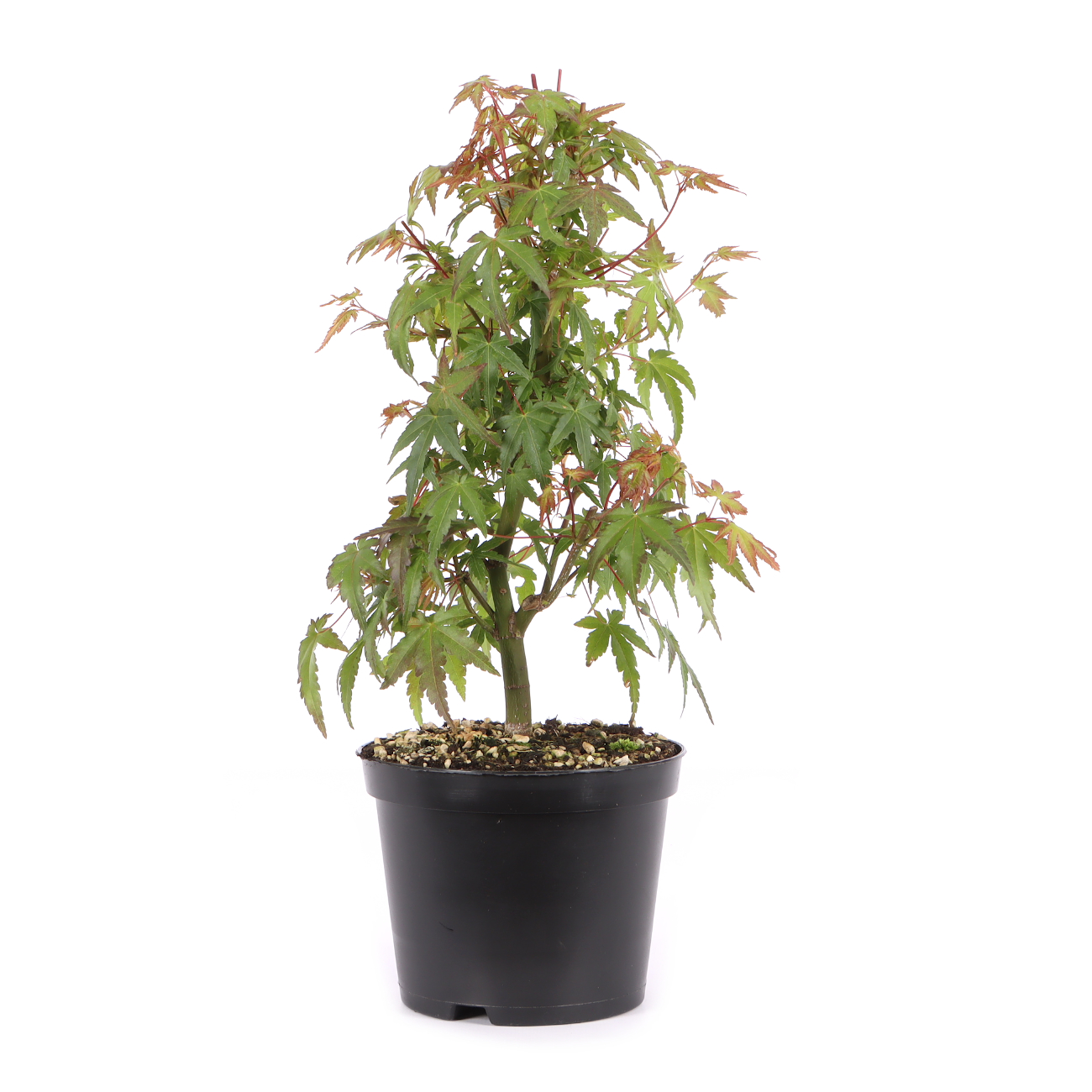 Acer palmatum