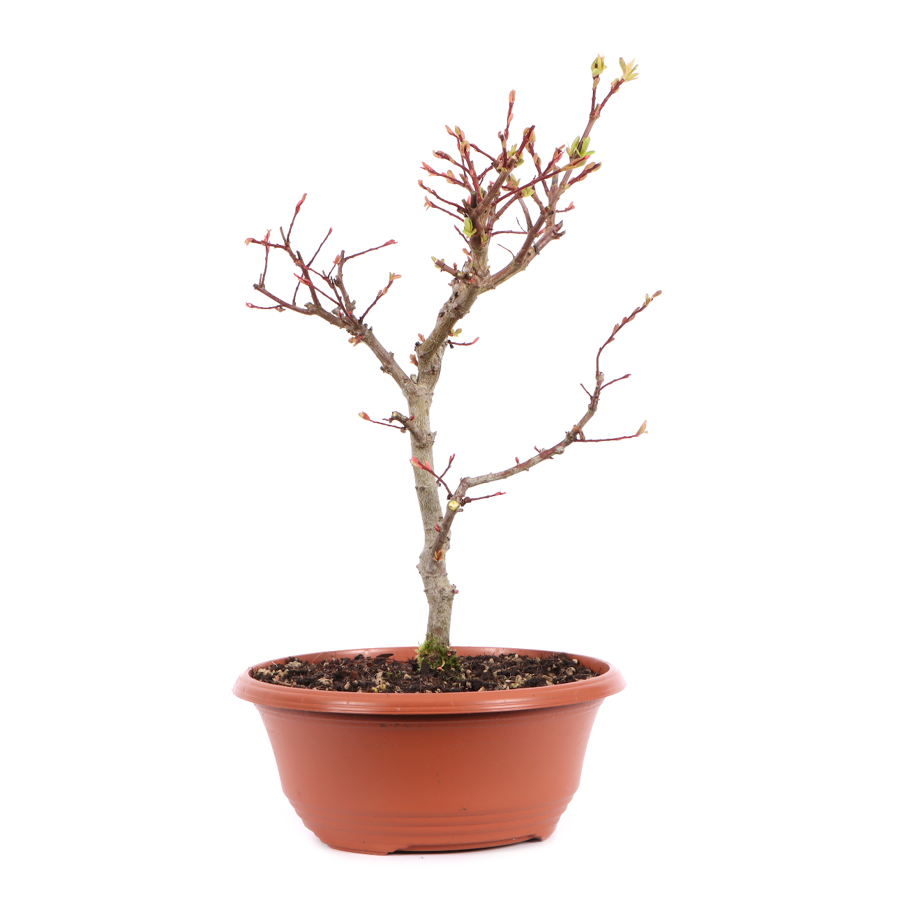 Salix integra 'Hakuro Nishiki'