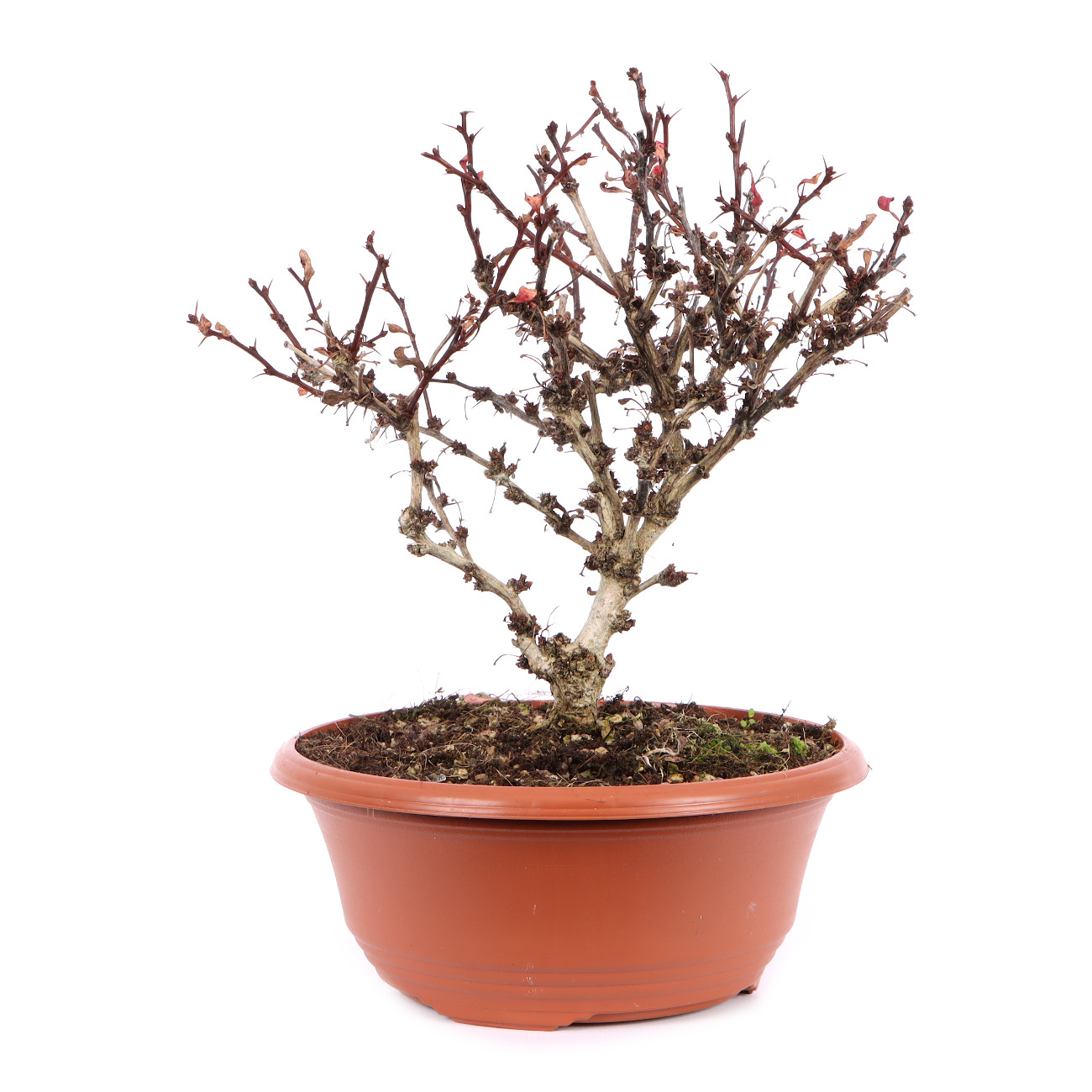 Berberis thunbergii 'Atropurpurea Nana'