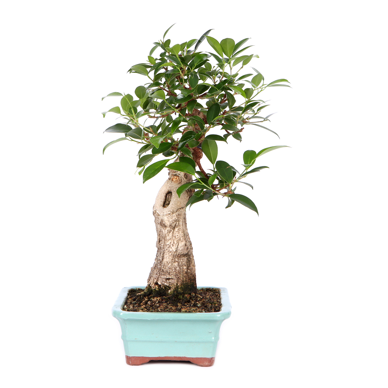 Seitenansicht rechts