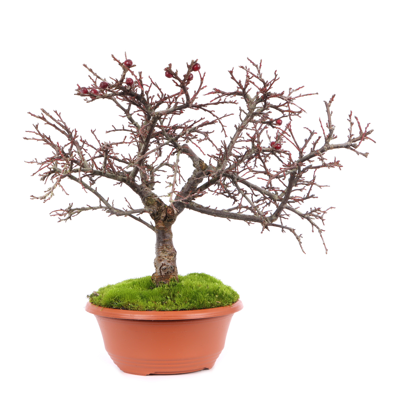 Cotoneaster praecox Kopie