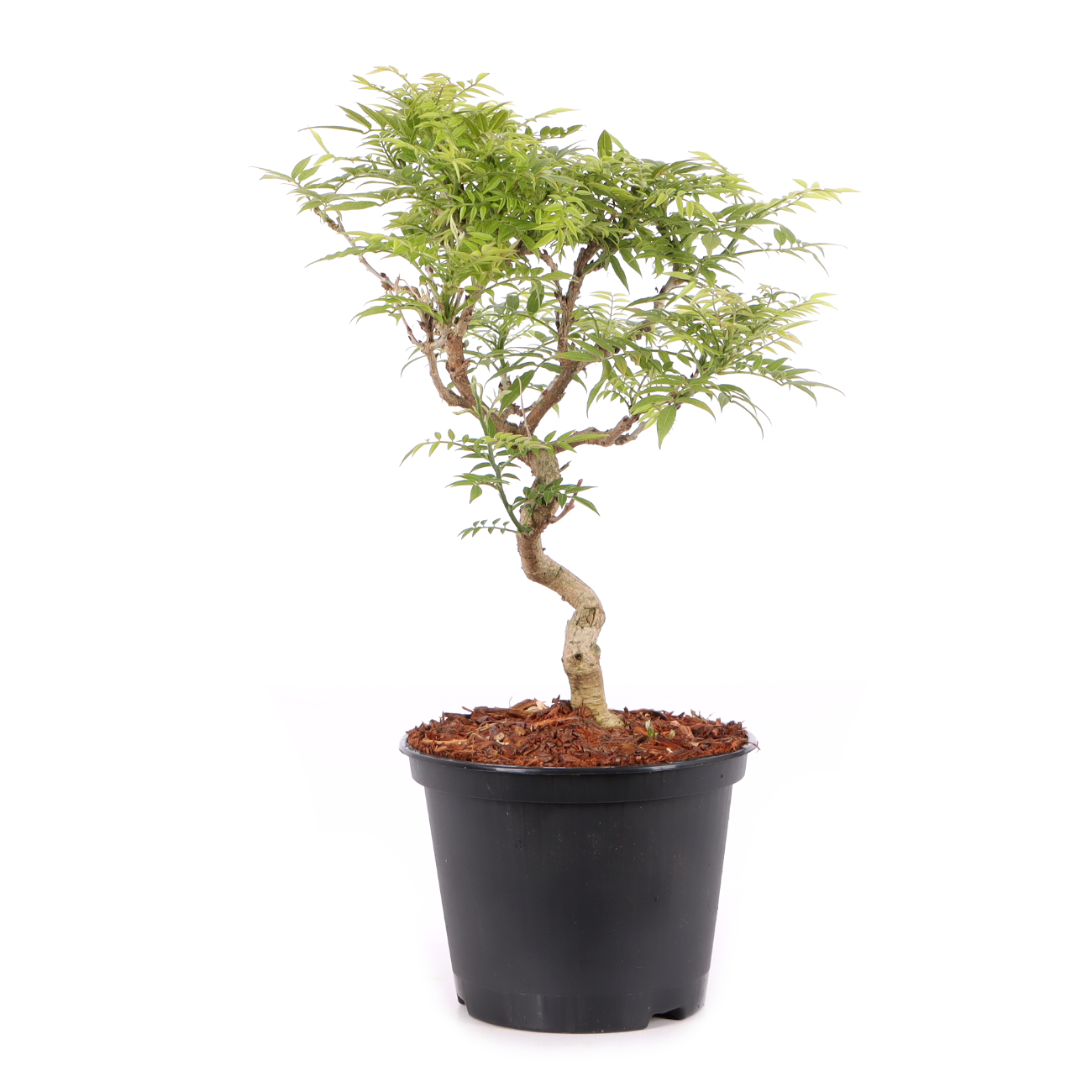 Millettia japonica 'Hime Fuji'