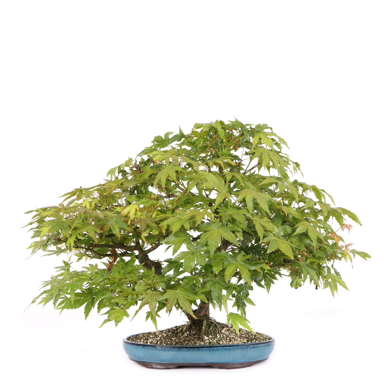 Acer palmatum
