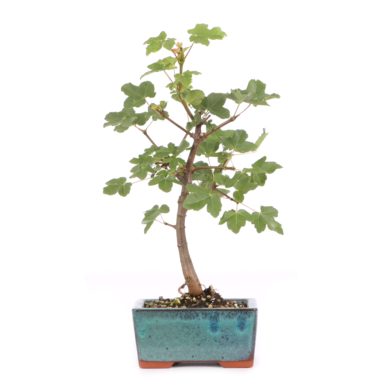 Acer monspessulanum
